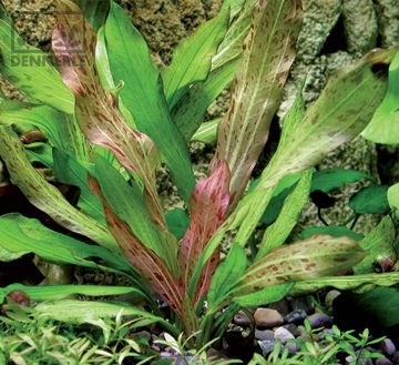 Dennerle Эхинодорус `Питон` - растение для аквариума d263 - фото 19040