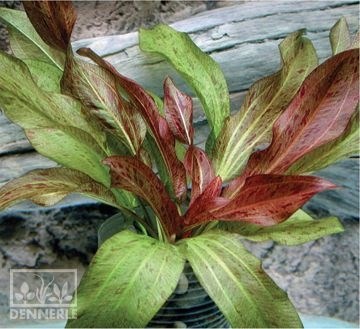 Dennerle Эхинодорус `Торнадо` - растение для аквариума d475 - фото 19044