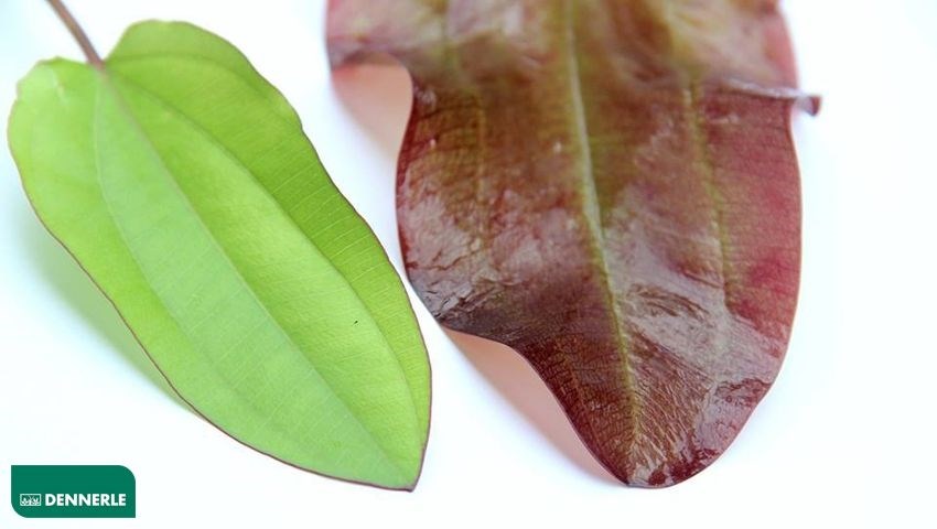 Dennerle Эхинодорус `Хамелеон зеленый` - растение для аквариума d30073 - фото 19046