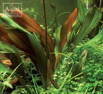 Dennerle Эхинодорус `Хамелеон красный` - растение для аквариума d30075 - фото 19048