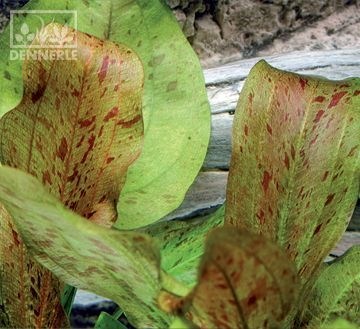 Dennerle Эхинодорус `Харбих крапчатый` - растение для аквариума d248 - фото 19050