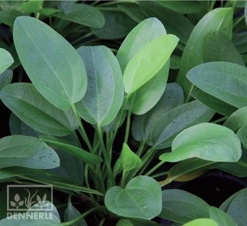 Dennerle Эхинодорус сердцевидный `Мини` - растение для аквариума d662 - фото 19054