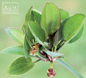 Dennerle Эхинодорус сердцевидный `Харбих красный` - растение для аквариума d169 - фото 19056