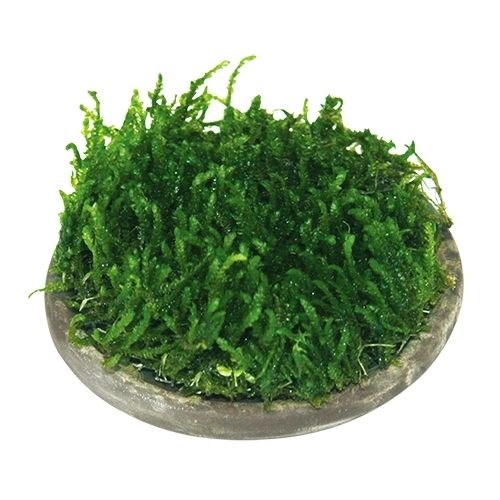 ISTA Керамическая площадка с сеткой из нержавеющей  стали для культивации растений  - диаметром 5см E-DD03 - фото 19707