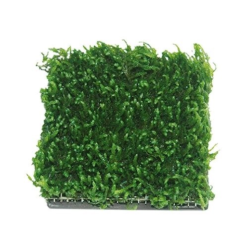 ISTA Керамическая площадка с сеткой из нержавеющей  стали для культивации растений - квадрат 5см E-DD04 - фото 19713