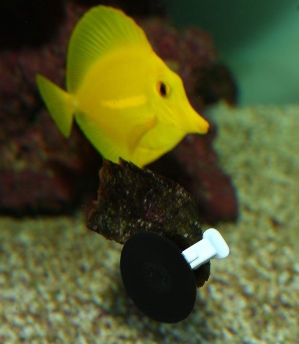 JBL Food Clip - Универсальный держатель для корма с присоской, 2 шт 282.6316300 - фото 19889