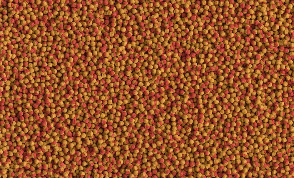 Tetra Cichlid Colour 500 мл - корм для цихлид, улучшающий окраску Tet-197343 - фото 21876