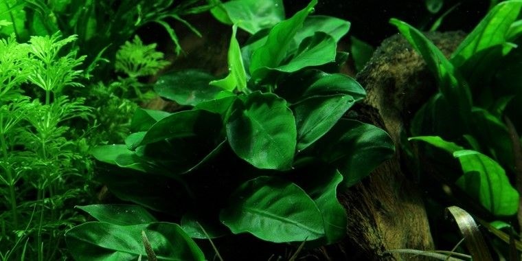 Tropica Анубиас бартери вар. Нана - живое растение для аквариума T-101 - фото 23170