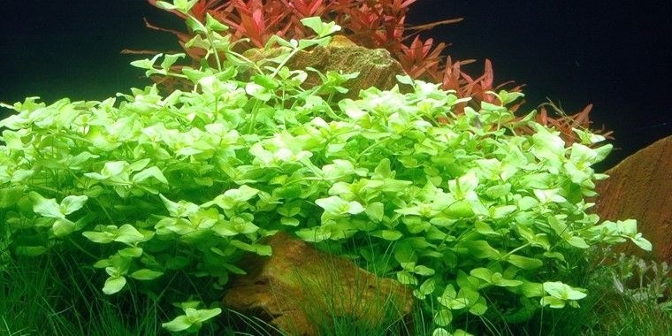 Tropica Бакопа аустралис - живое растение для аквариума T-043A - фото 23176