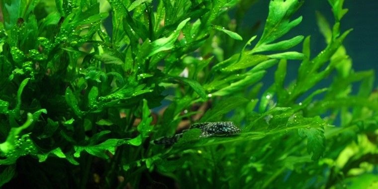 Tropica Болбитис геделоти - живое растение для аквариума T-006 - фото 23179