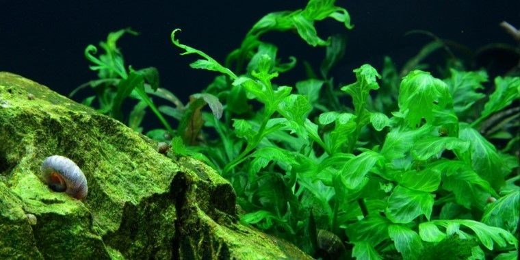 Tropica Болбитис геделоти - живое растение для аквариума T-006 - фото 23180