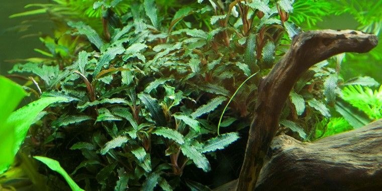 Tropica Буцефаландра Красная" - живое растение для аквариума" T-139A - фото 23186