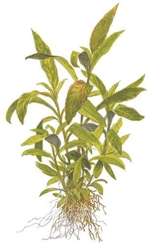 Tropica Гигрофила коримбоза Сиаменсис" - живое растение для аквариума" T-053B - фото 23190