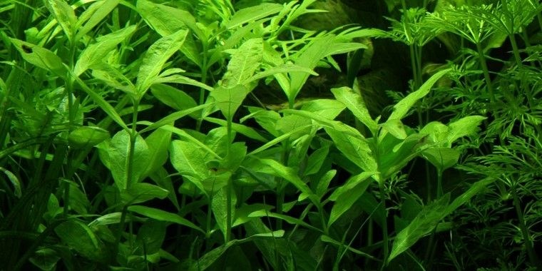 Tropica Гигрофила полисперма - живое растение для аквариума T-050 - фото 23192