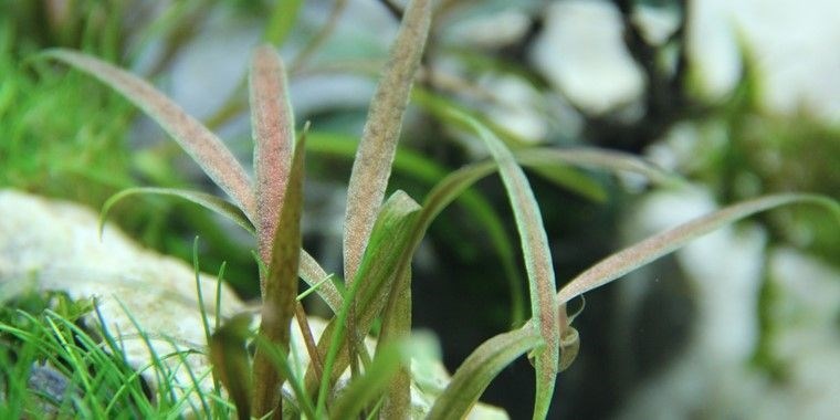 Tropica Криптокорина албида Браун" - живое растение для аквариума" T-126B - фото 23202