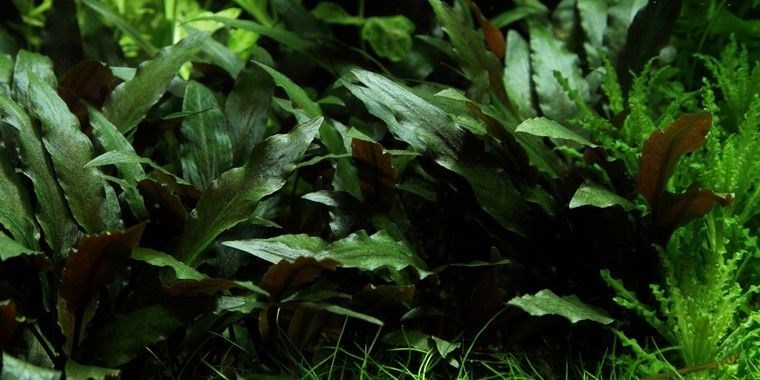 Tropica Криптокорина бекетти Петчи" - живое растение для аквариума" T-108A - фото 23205