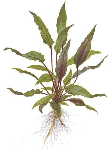 Tropica Криптокорина бекетти Петчи" - живое растение для аквариума" T-108A - фото 23206