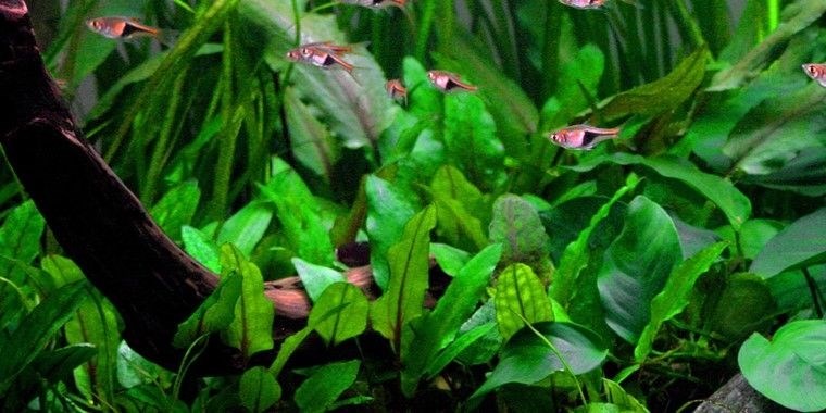 Tropica Криптокорина вендти - живое растение для аквариума T-109 - фото 23208