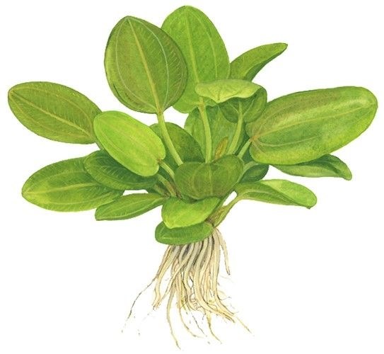 Tropica Эхинодорус Аквартика" - живое растение для аквариума" T-074F - фото 23216