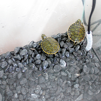 SICCE Jolly 20 Вт - пластиковый компактный нагреватель для аквариумов объёмом до 40 л 55512 - фото 23942