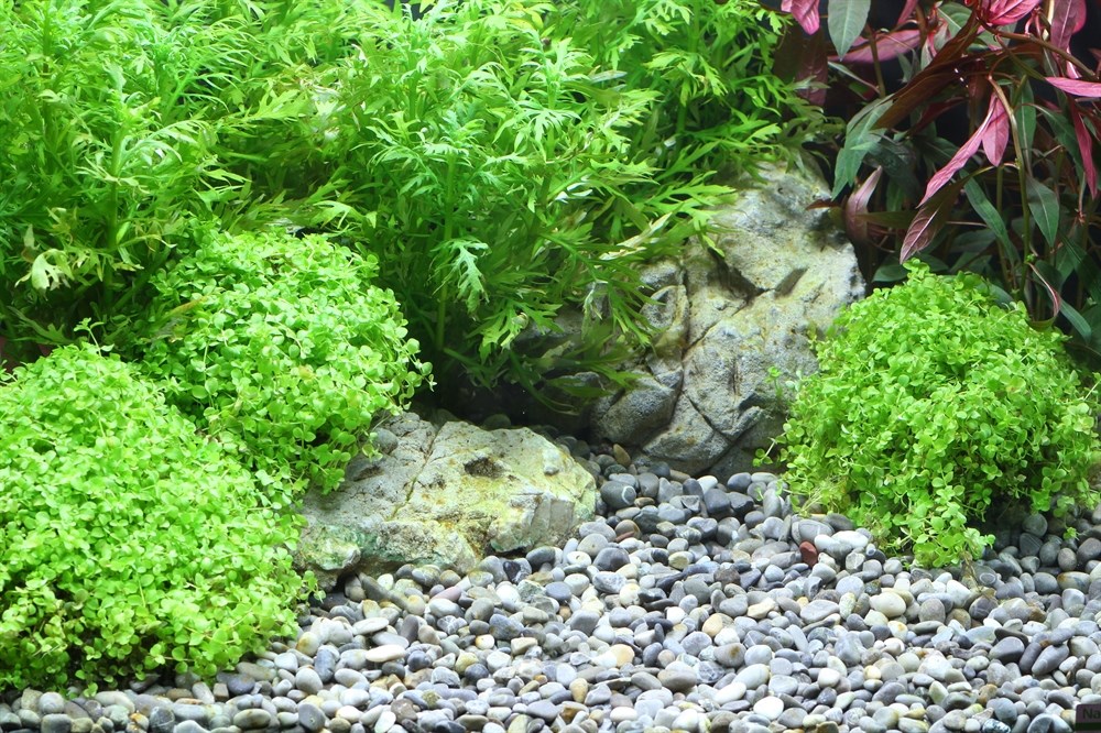 Dennerle Plantahunter River S 4-8 мм, 5кг - грунт природный Den-6923 - фото 24441