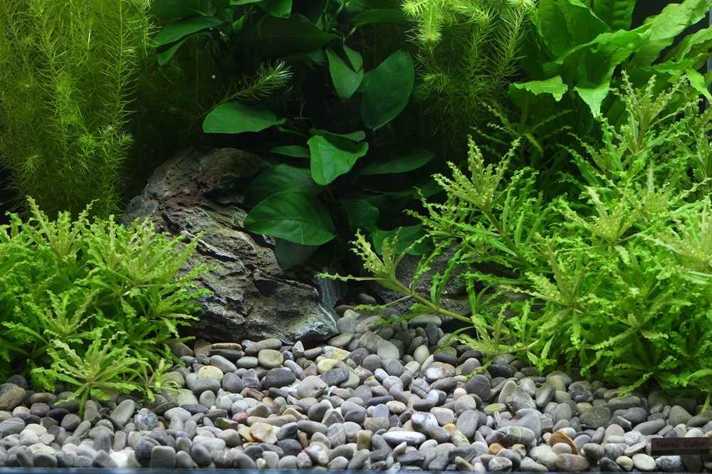 Dennerle Plantahunter River L 8-12 мм, 5кг - грунт природный Den-6924 - фото 24443