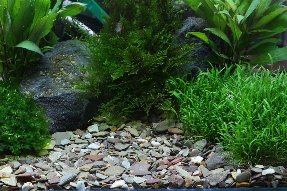 Dennerle Plantahunter Rio Xingu 2-22 мм, 5кг - грунт природный Den-6912 - фото 24445