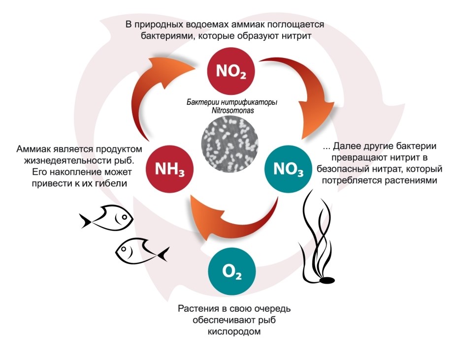 AQUAYER Биостартер 130 мл - биостартер для аквариума BIO - фото 24738