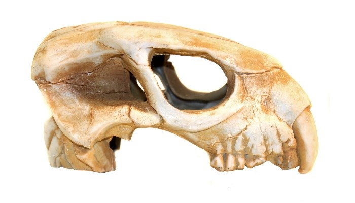 Deksi грот "Динозавр" №1001 (20x10x10 см) DEK-1001 - фото 25060