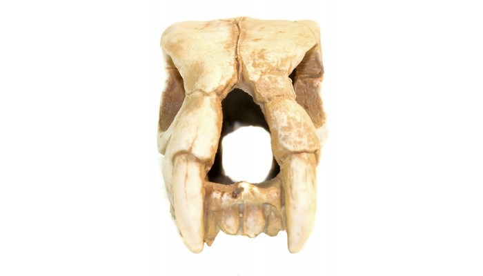 Deksi грот "Динозавр" №1001 (20x10x10 см) DEK-1001 - фото 25062