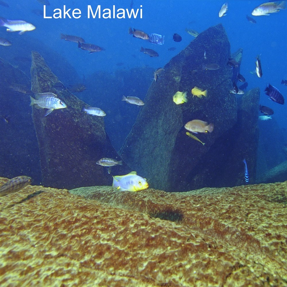 JBL Aquadur Malawi/Tanganjika 250 г - Набор минеральных солей для восточно-африканских цихлид 282.2490300 - фото 25426