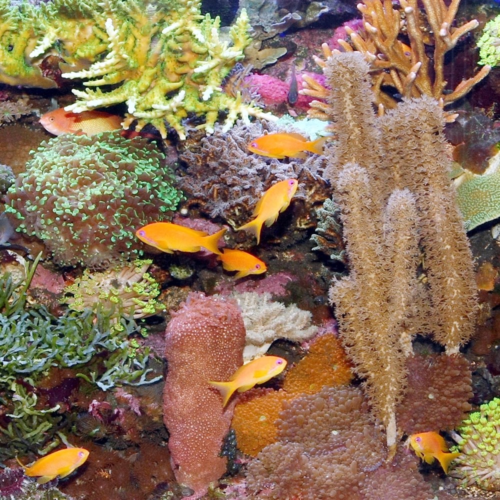 JBL SOLAR MARIN DAY T5 ULTRA 1200mm-54 Вт (15000K) - дневная лампа белого цвета для морских аквариумов 282.6177600 - фото 25827