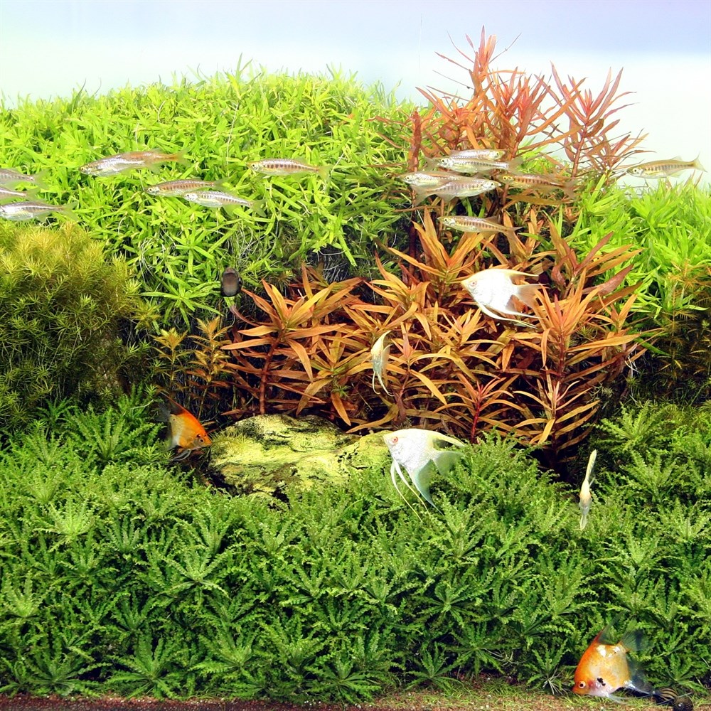 JBL SOLAR NATUR  T5 ULTRA 1200mm-54 Вт (9000K)  - лампа для аквариума 282.6175600 - фото 25830