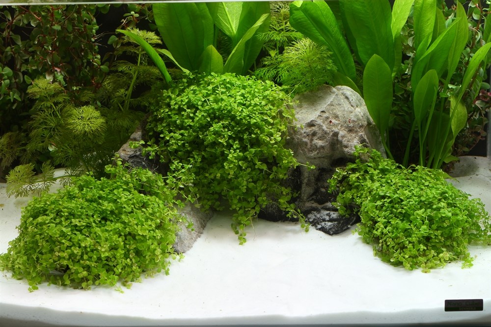 Dennerle Plantahunter Beach (белоснежный)  0,1-0,6 мм, 5кг - грунт природный Den-6911 - фото 28497