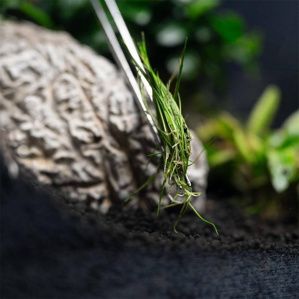 Dennerle пинцет для посадки водных растений прямой 30см Den-2874 - фото 29190