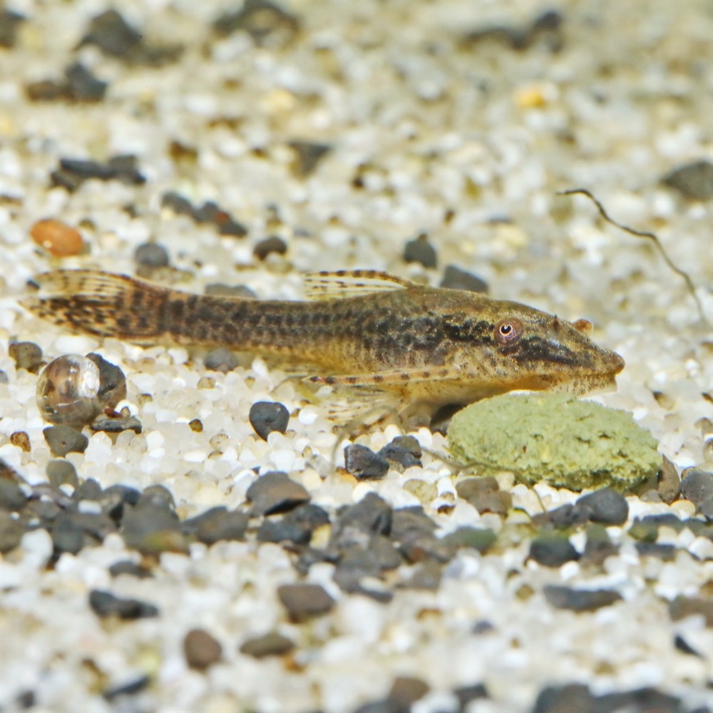 JBL NovoPleco 5,5 л. (2700 г.) - Водорослевые чипсы с примесью целлюлозы для кольчужных сомов 282.3030900 - фото 30130