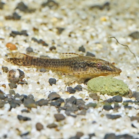 JBL NovoPleco 250 мл. (125 г.) - Водорослевые чипсы с примесью целлюлозы для кольчужных сомов 282.3031100 - фото 30134