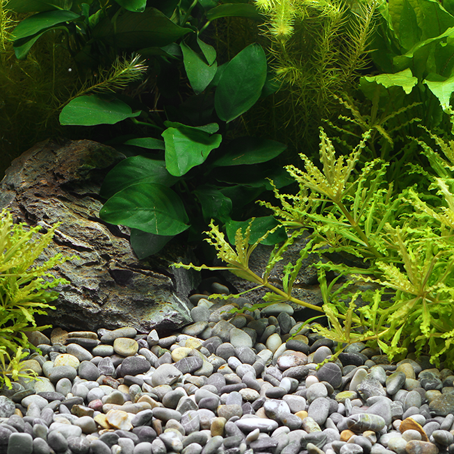 Dennerle Okavango 8-12 мм - грунт природный  (коричнево-серый), 500 г Den-3250 - фото 30913