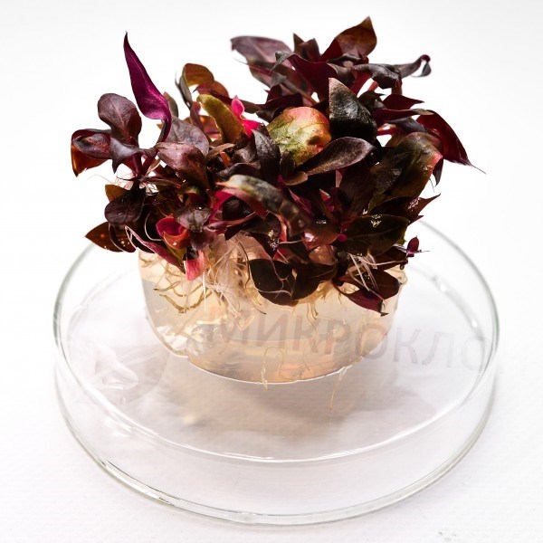 Alternanthera lilacina (Альтернантера лилацина) - меристемное растение для аквариума 821.691.1.11 - фото 31688