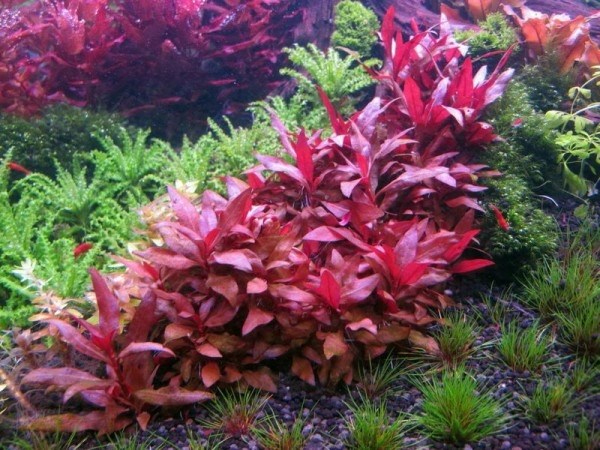 Alternanthera lilacina (Альтернантера лилацина) - меристемное растение для аквариума 821.691.1.11 - фото 31689