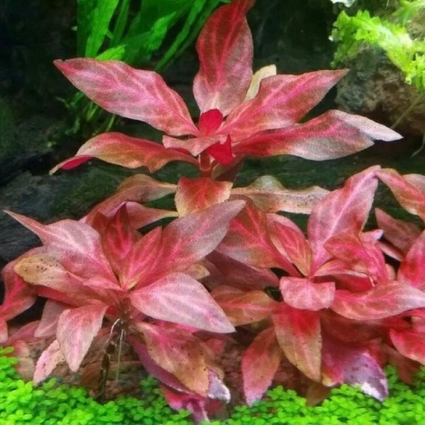Alternanthera reineckii "Rosanervig" (Альтернантера рейнека "Розанервиг") - меристемное растение для аквариума 821.491.1.11 - фото 31692