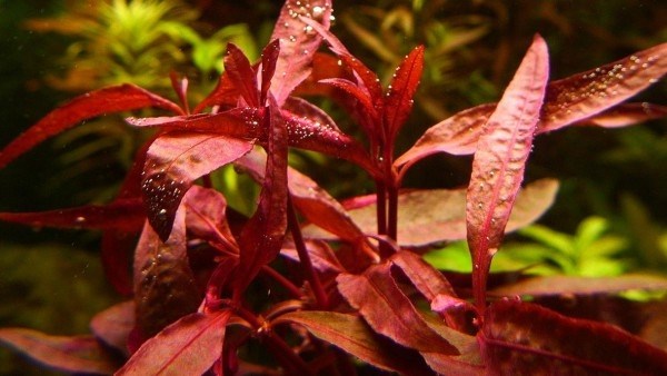 Alternanthera reineckii "Roseafolia"(Альтернатера рейнека "Розаэфолия" (розовая)) - меристемное растение для аквариума 821.481.1.11 - фото 31695