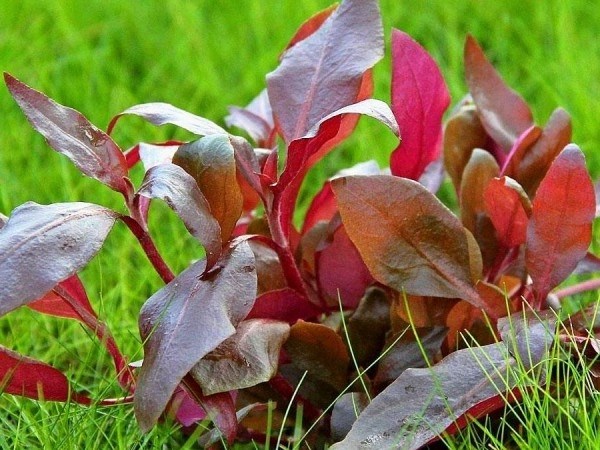 Alternanthera reineckii "mini" (Альтернантера рейнека "мини") - меристемное растение для аквариума 821.021.1.11 - фото 31697