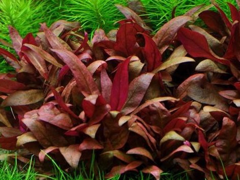 Alternanthera reineckii "mini" (Альтернантера рейнека "мини") - меристемное растение для аквариума 821.021.1.11 - фото 31698