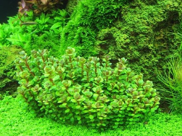 Ammannia sp. "Bonsai" (Амманния "Бонсай") - меристемное растение для аквариума 821.031.1.11 - фото 31704