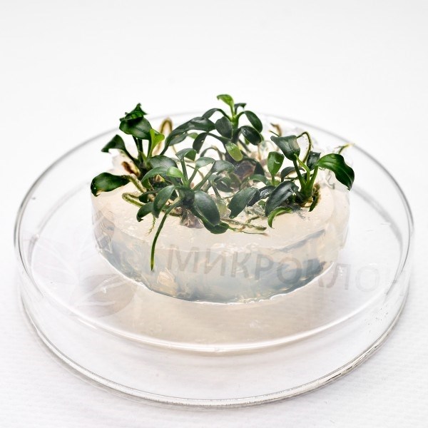 Anubias barteri var. nana "Petite" (Анубиас бартера карликовый "Петит") - меристемное растение для аквариума 821.191.1.11 - фото 31708