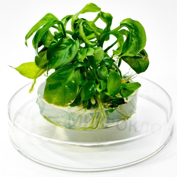 Anubias heterophylla (Анубиас разнолистный) - меристемное растение для аквариума 821.641.1.11 - фото 31712