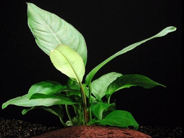 Anubias heterophylla (Анубиас разнолистный) - меристемное растение для аквариума 821.641.1.11 - фото 31713