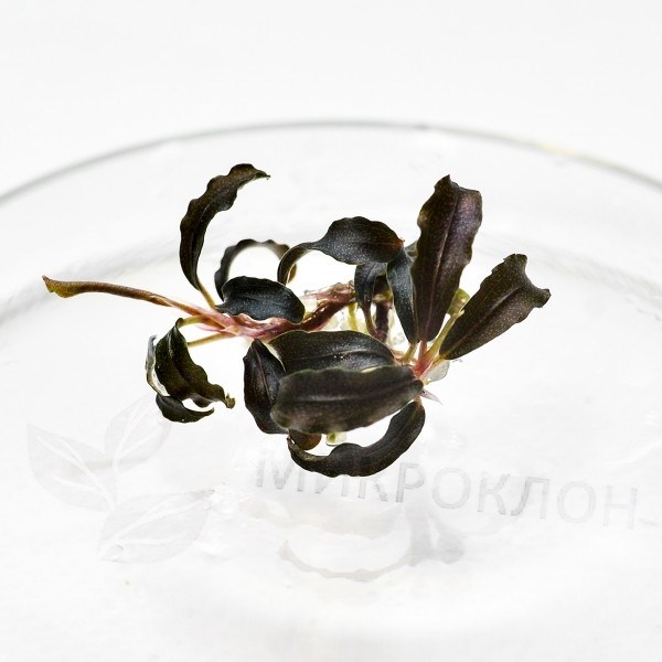 Bucephalandra sp. "Kedagang", Japan (Буцефаландра "Кедаганг") - меристемное растение для аквариума 821.561.1.30 - фото 31717
