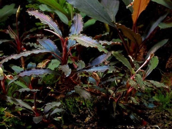 Bucephalandra sp. "Kedagang", Japan (Буцефаландра "Кедаганг") - меристемное растение для аквариума 821.561.1.30 - фото 31718